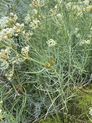 Asclepias subverticillata
