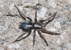 Herpyllus propinquus