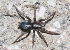 Herpyllus propinquus