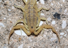 Centruroides sculpturatus