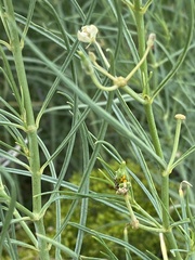 Asclepias subverticillata