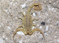 Centruroides sculpturatus