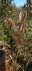 Thamnochortus cinereus