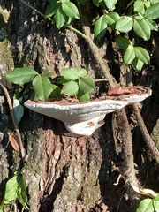 Ganoderma applanatum