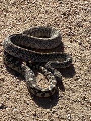 Pituophis catenifer affinis