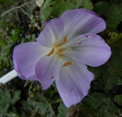 Colchicum