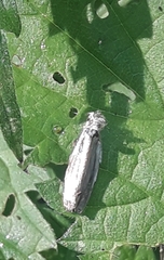 Yponomeuta evonymella
