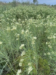 Asclepias subverticillata