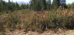 Thamnochortus cinereus
