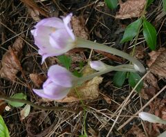Colchicum