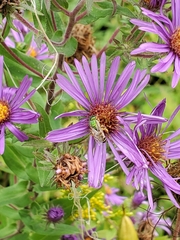 Agapostemon virescens