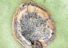 Phyllosticta concava