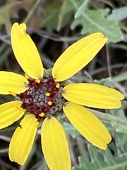 Berlandiera lyrata