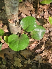 Pyrola americana
