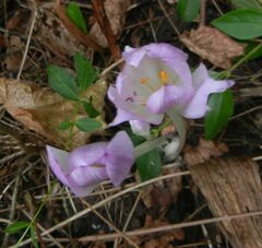 Colchicum