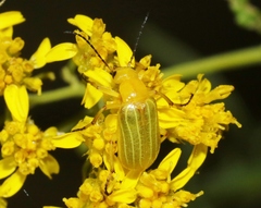 Zonitis dunniana