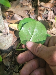 Pyrola americana