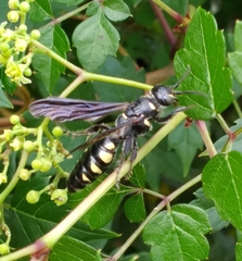 Myzinum obscurum