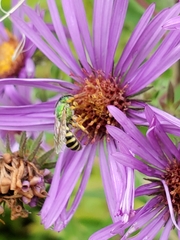 Agapostemon virescens