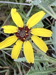 Berlandiera lyrata