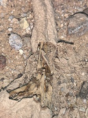 Gnathamitermes