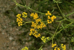 Hymenothrix wislizeni