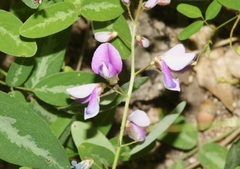 Desmodium batocaulon