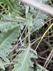 Berlandiera lyrata