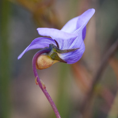 Viola decumbens scrotiformis