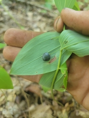 Polygonatum