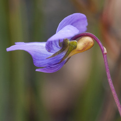 Viola decumbens scrotiformis