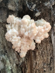 Hericium