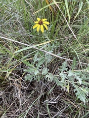 Berlandiera lyrata