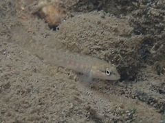 Etheostoma flabellare