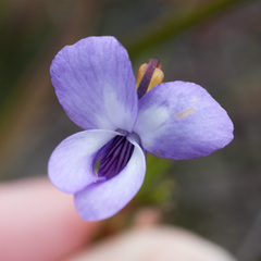 Viola decumbens scrotiformis