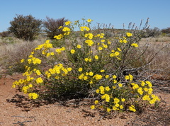 Osteospermum microcarpum