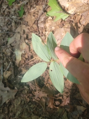 Polygonatum