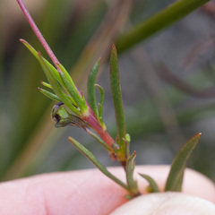 Viola decumbens scrotiformis