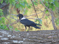Corvus albus