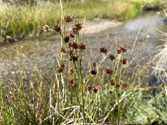 Juncus mertensianus