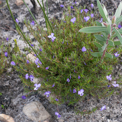 Viola decumbens scrotiformis