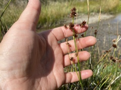Juncus mertensianus
