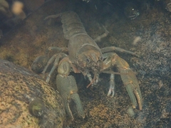Cambarus