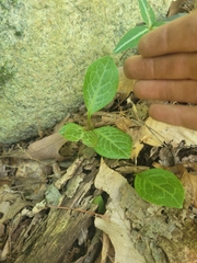 Pyrola americana
