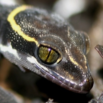 Boulenger's Indian Gecko
