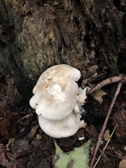 Entoloma abortivum