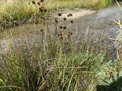 Juncus mertensianus