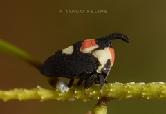 Enchophyllum quinquemaculatum