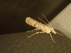 Pyraloidea