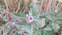 Althaea officinalis